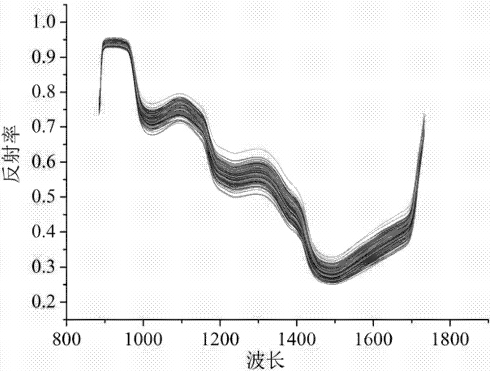 Rigid prediction method of mangoes after impact damage based on hyper-spectrum