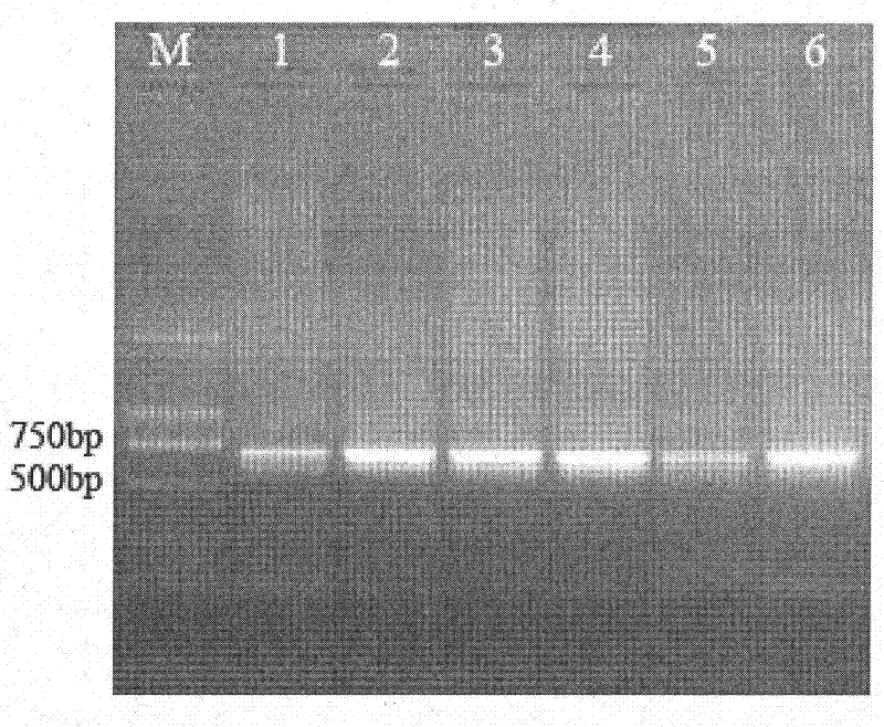 Method for simply, conveniently and quickly extracting trace total deoxyribonucleic acid (DNA) of single roes and fries