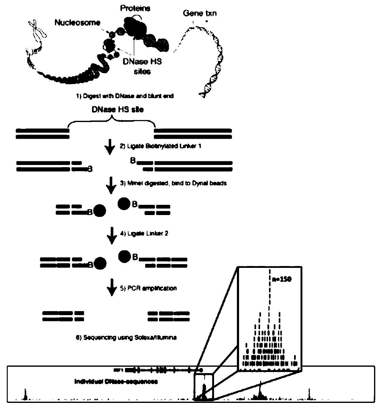 Method for identifying open chromatin sites of plant genomes by using micrococcal nuclease