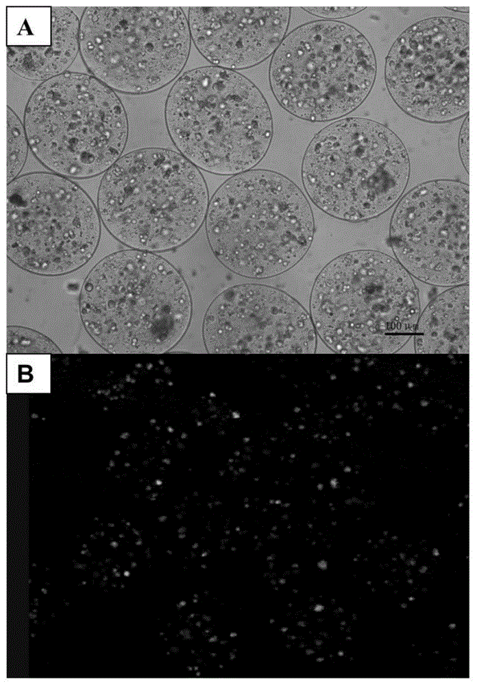 Construction method of three-dimensional liver microtissue unit for bio-artificial liver support system