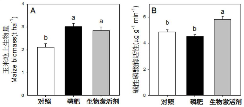 A biological activator for improving soil phosphorus utilization and its preparation method and application