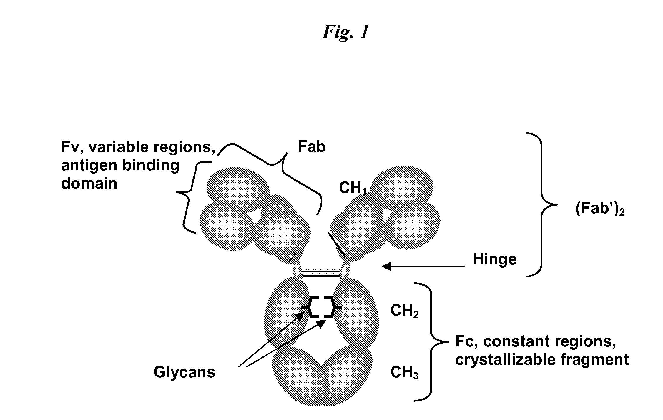 Immunoglobulin cleavage fragments as disease indicators and compositions for detecting and binding such