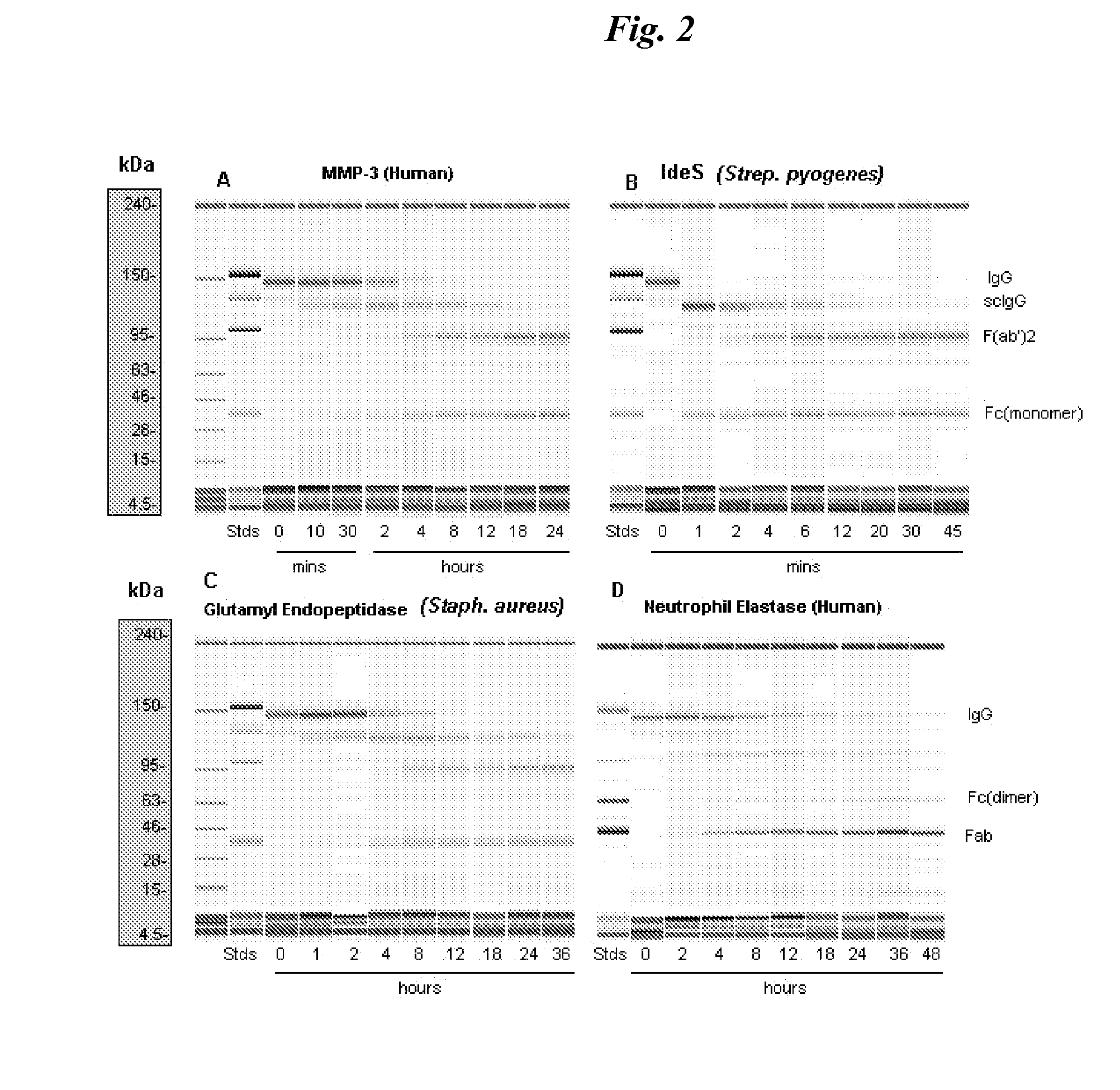 Immunoglobulin cleavage fragments as disease indicators and compositions for detecting and binding such