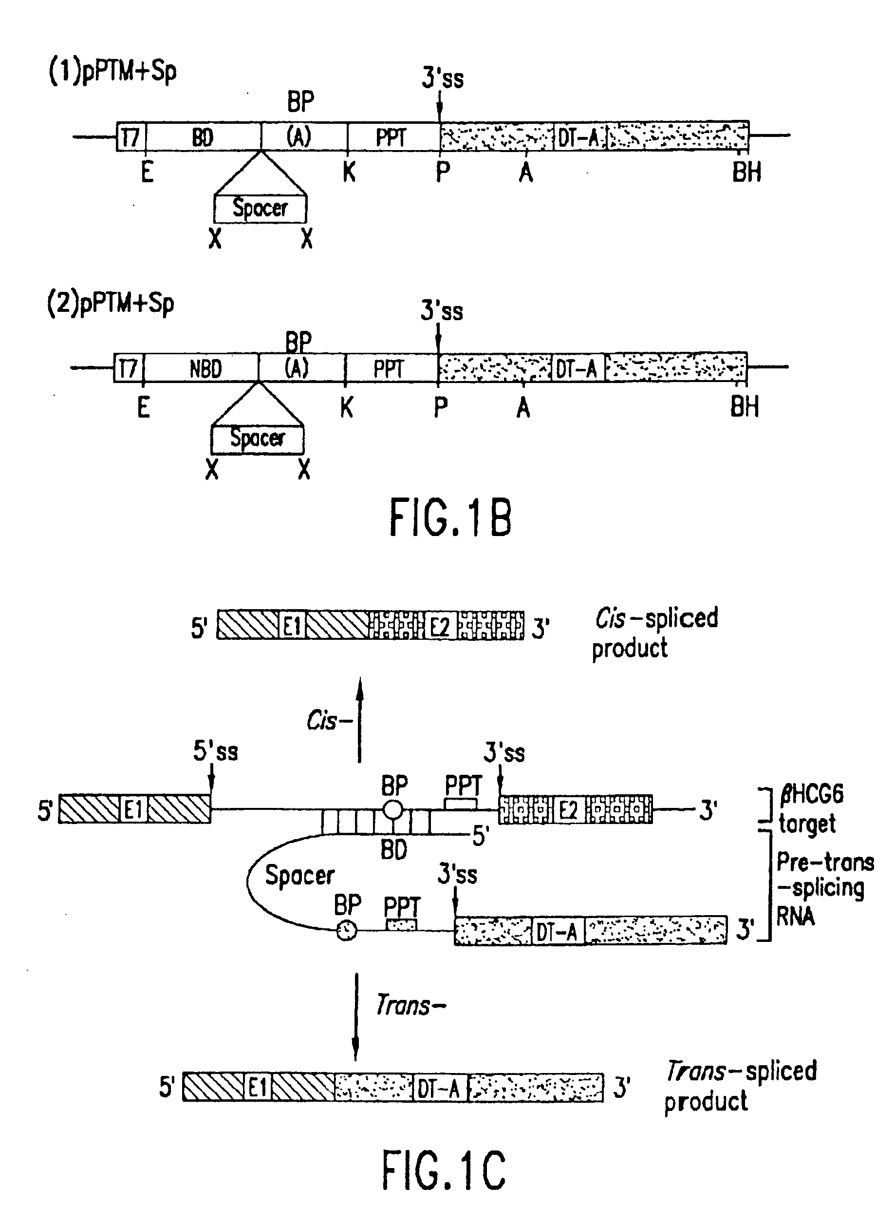 Methods and compositions for use in spliceosome mediated RNA trans-splicing in plants