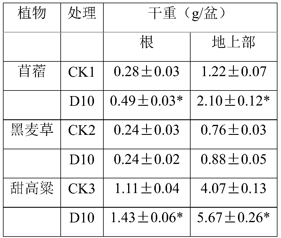 Bacteria d10 for improving the effectiveness of heavy metals and its application