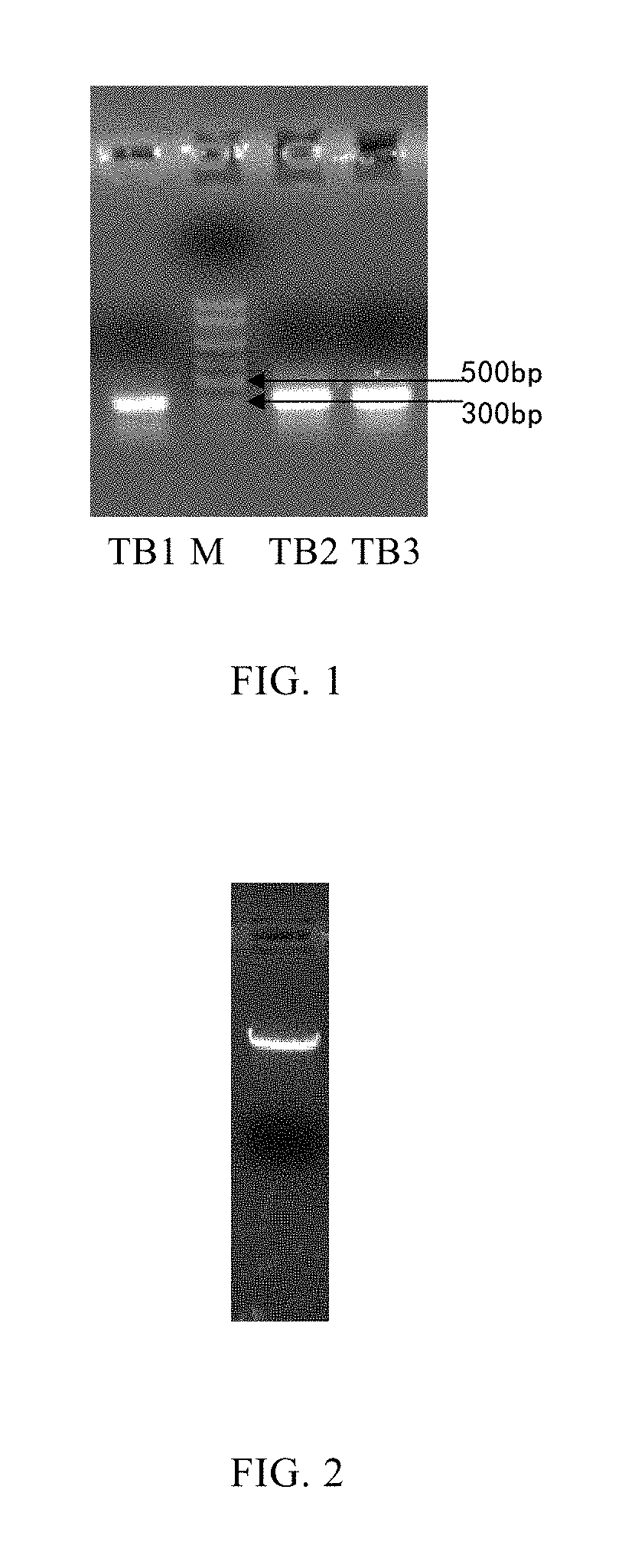 Monoclonal antibody of human-derived procalcitonin, and preparation method and application thereof