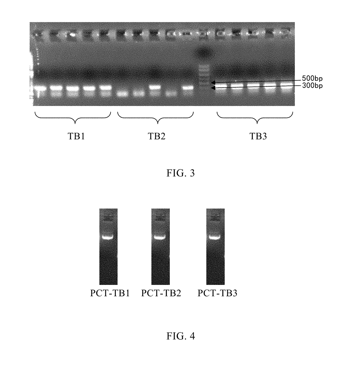 Monoclonal antibody of human-derived procalcitonin, and preparation method and application thereof