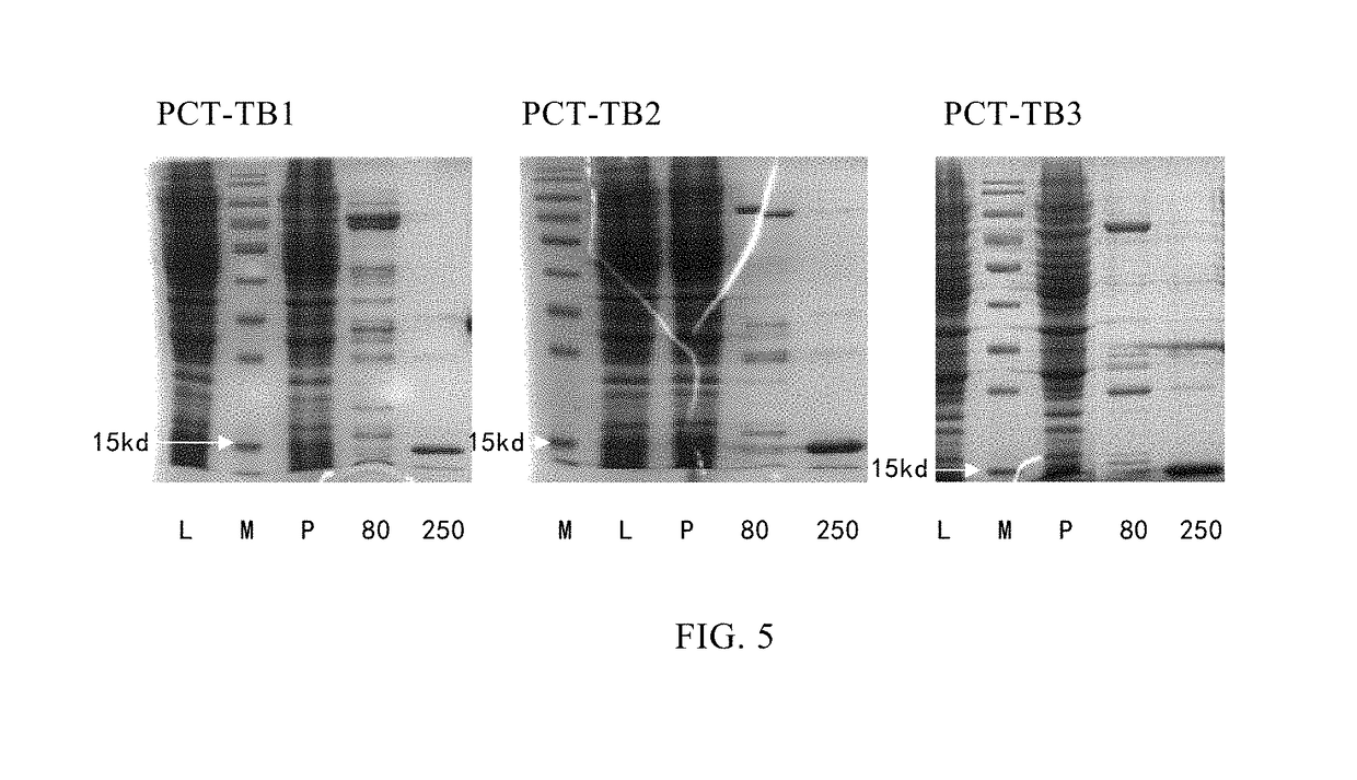 Monoclonal antibody of human-derived procalcitonin, and preparation method and application thereof