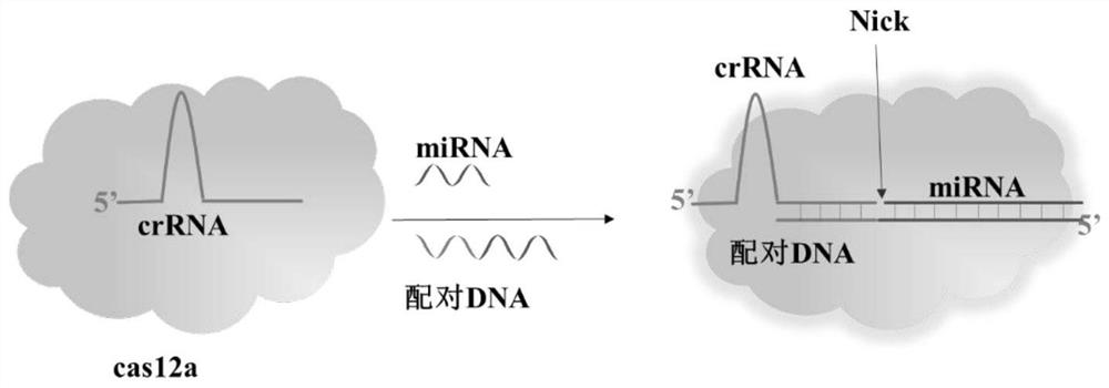 Method for detecting nucleic acid marker RNA virus based on CRISPR/Cas12a system innovative activation mode