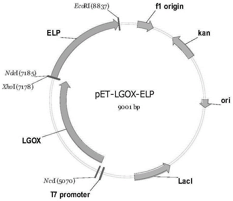 Method for producing alpha-oxoglutarate under catalysis of L-glutamate oxidase