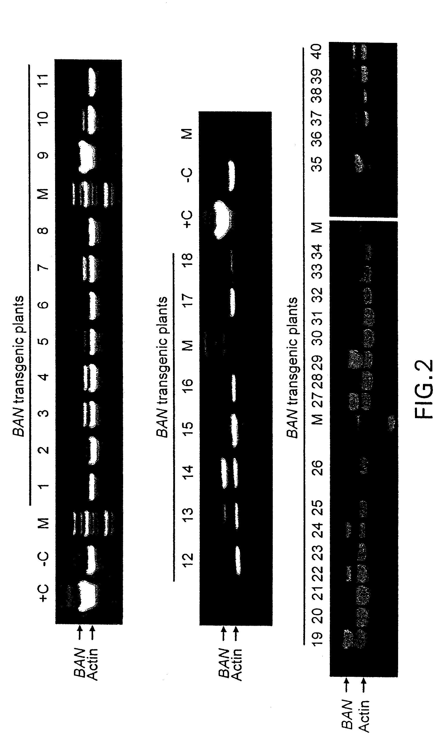 Genetic manipulation of condensed tannins