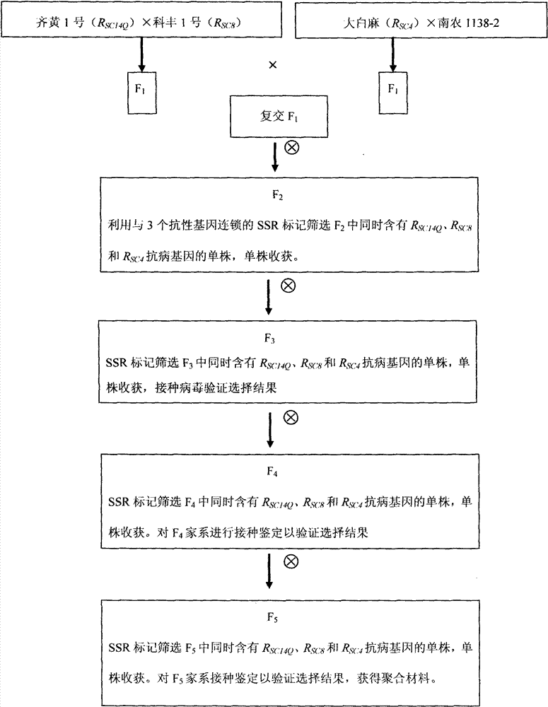 Method for polymerizing and screening anti-soybean mosaic virus genes for soybean