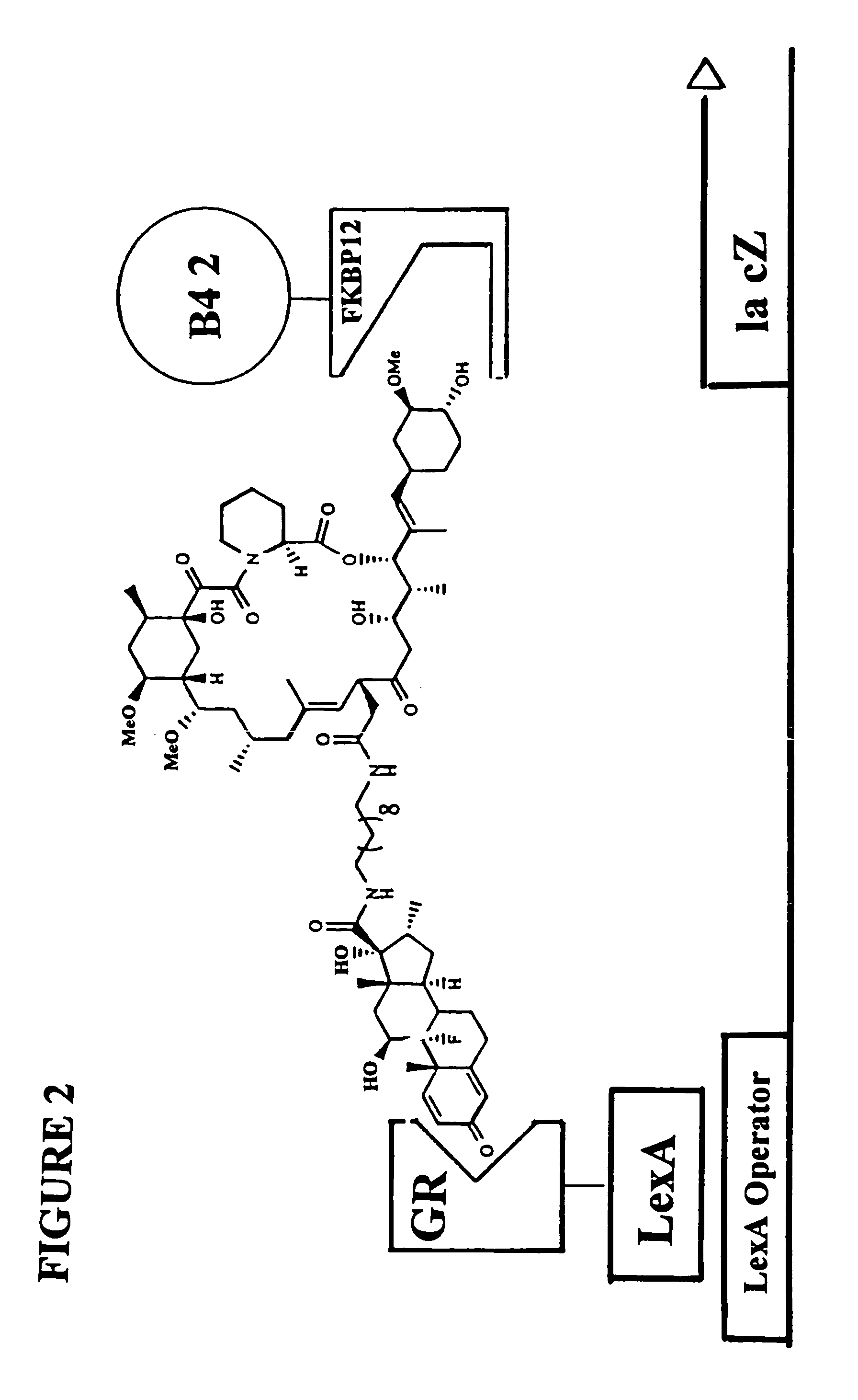 Methods and assays for screening protein targets