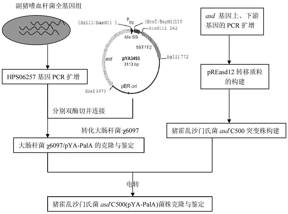 A kind of attenuated Salmonella vaccine of Haemophilus parasuis