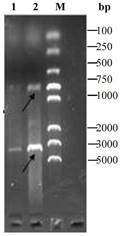 A kind of attenuated Salmonella vaccine of Haemophilus parasuis