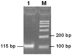 Real-time fluorescence quantification RT-PCR kit for detecting border disease virus and application