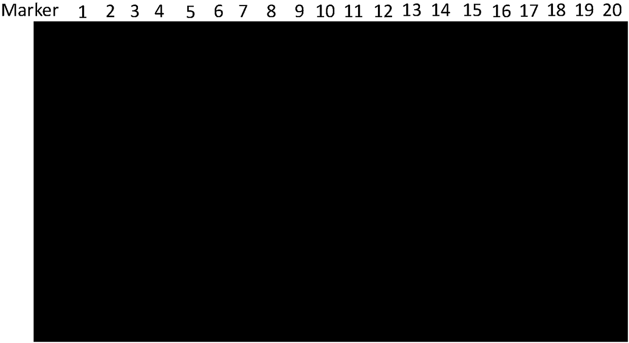 Construction method of 16srRNA multiplex sequencing library