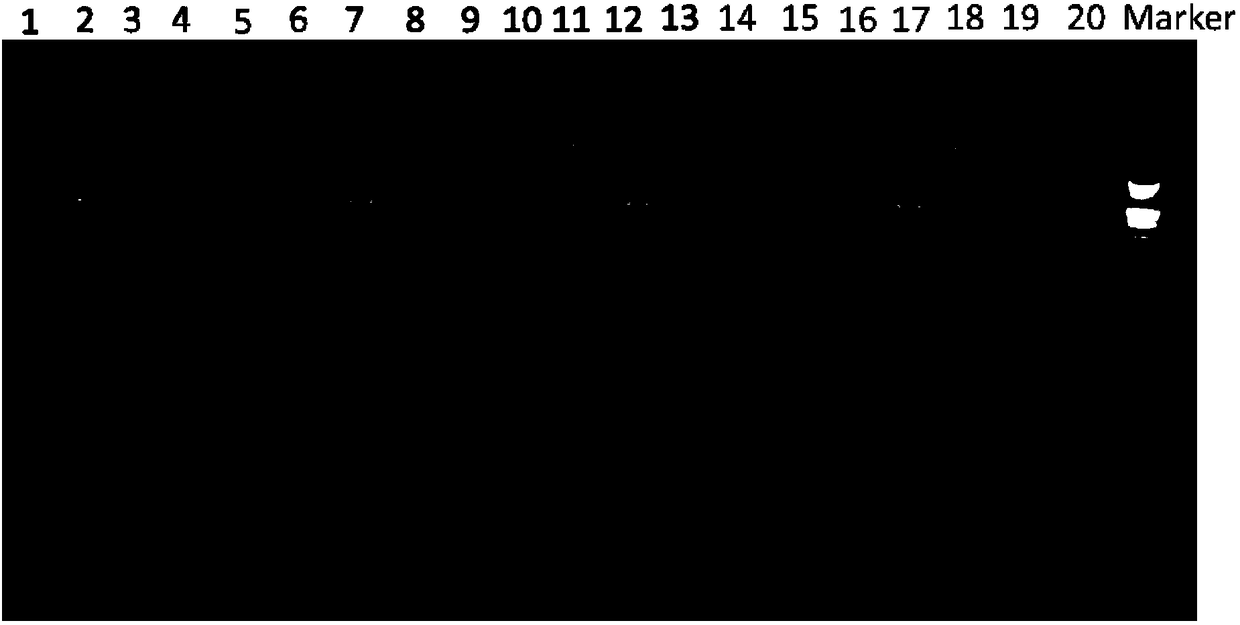 Construction method of 16srRNA multiplex sequencing library