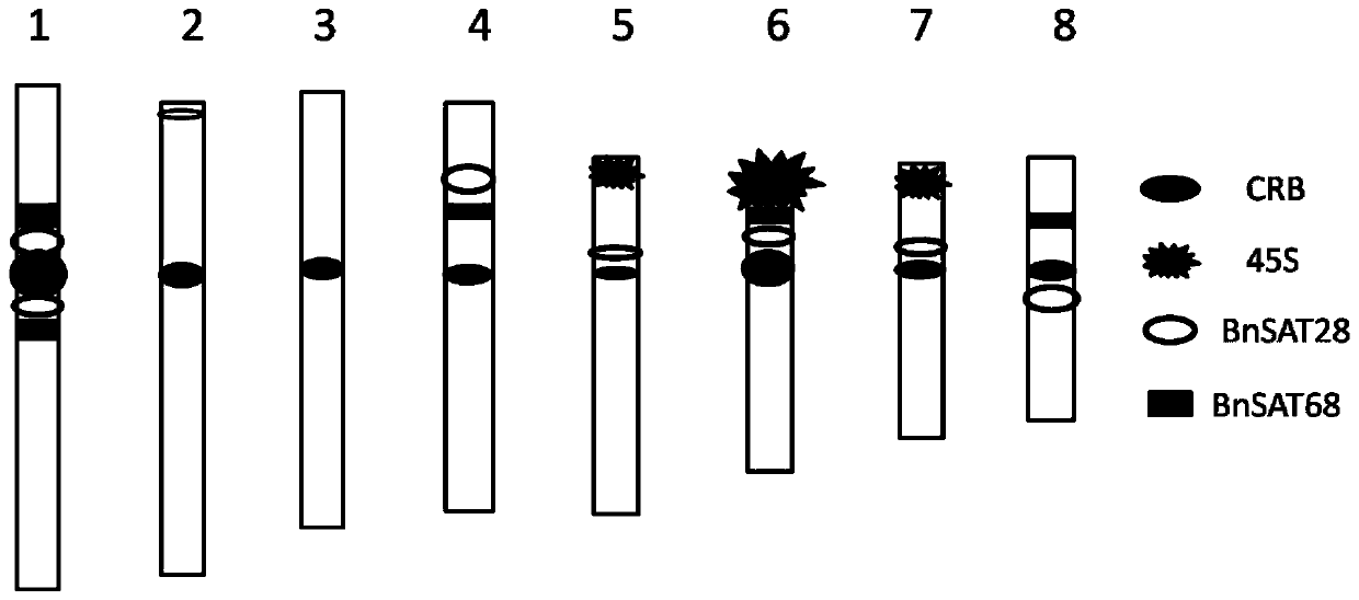 Two repeated dna sequences of black mustard and their application