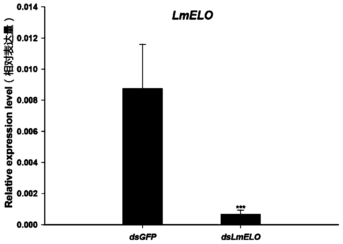 dsRNA of migratory locust fatty acid elongase gene LmElo and preparation method and application of dsRNA