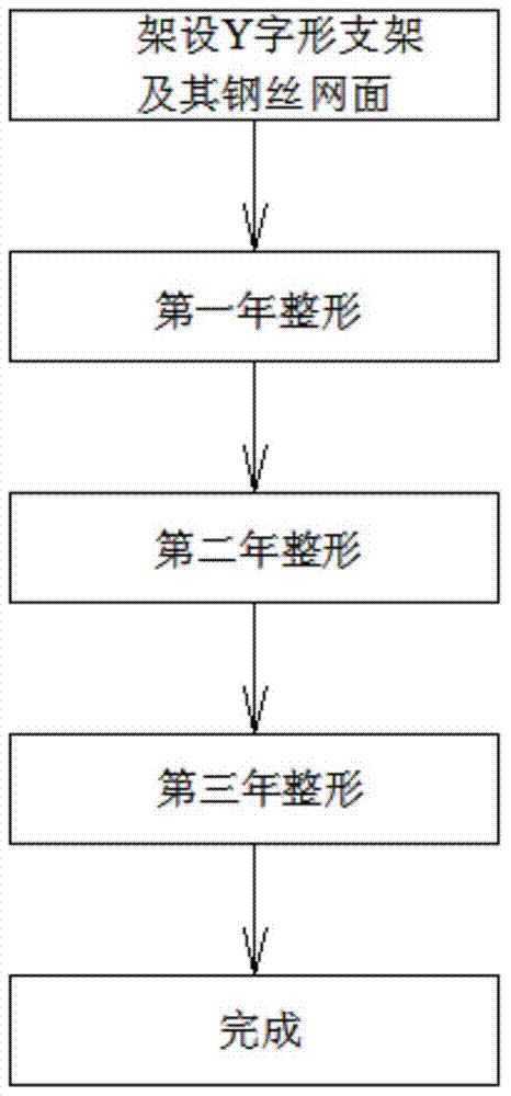 A pear tree double-fan-shaped frame cultivation tree shape and its shaping method