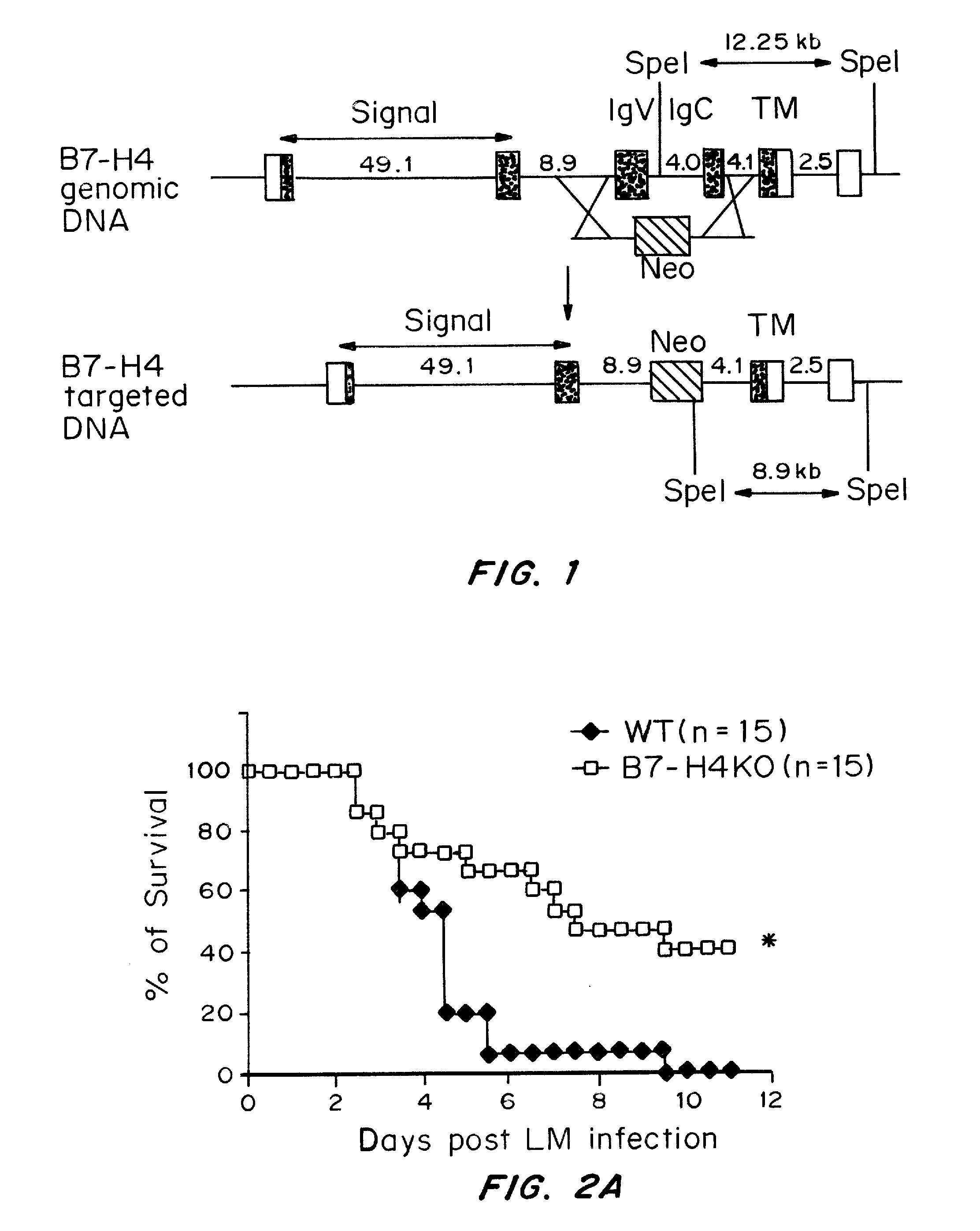 B7-h4 receptor agonist compositions and methods for treating inflammation and auto-immune diseases