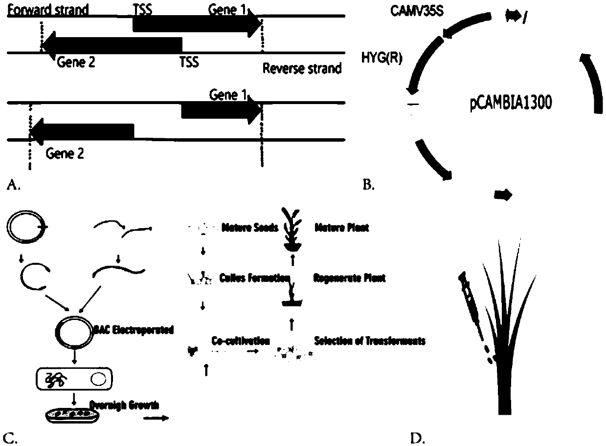 Rice blast resistance gene pair TP22 and application thereof