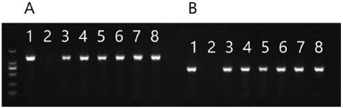 Rice blast resistance gene pair TP22 and application thereof