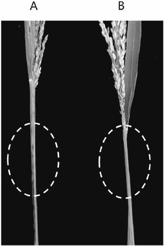 Rice blast resistance gene pair TP22 and application thereof