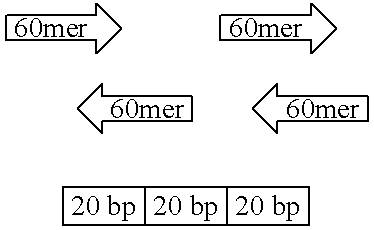 Process for producing poly-unsaturated fatty acids by oleaginous yeasts