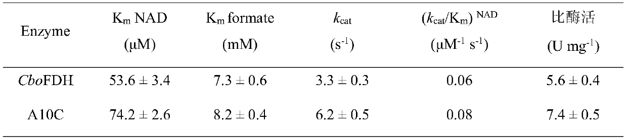 A formate dehydrogenase mutant with improved enzyme activity and stability and its construction method