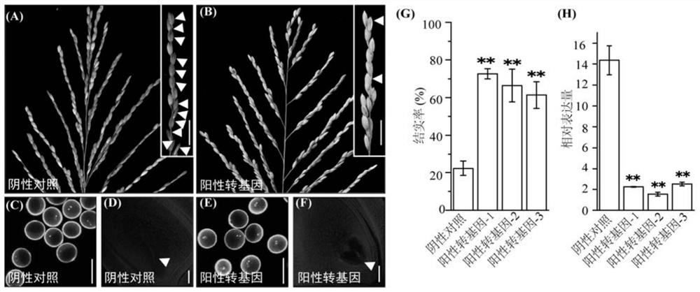 A method for improving the fertility of rice distant hybrid offspring and the protein used