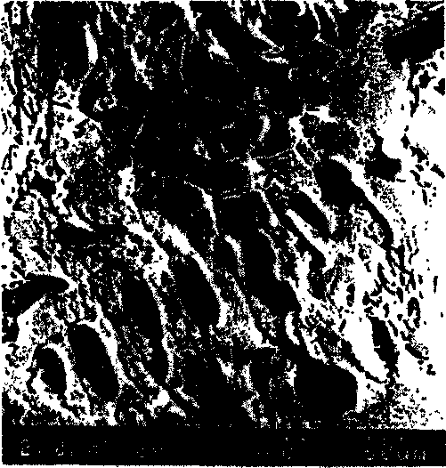 Method for producing high puriy, laminar cast ingot of Nd-Fe-B alloys