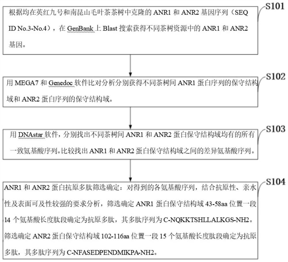Tea tree anthocyanin reductase protein antigen polypeptide as well as antibody, detection kit and application thereof