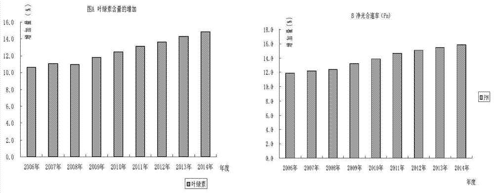 A kind of breeding method of high light efficiency core germplasm of rapeseed