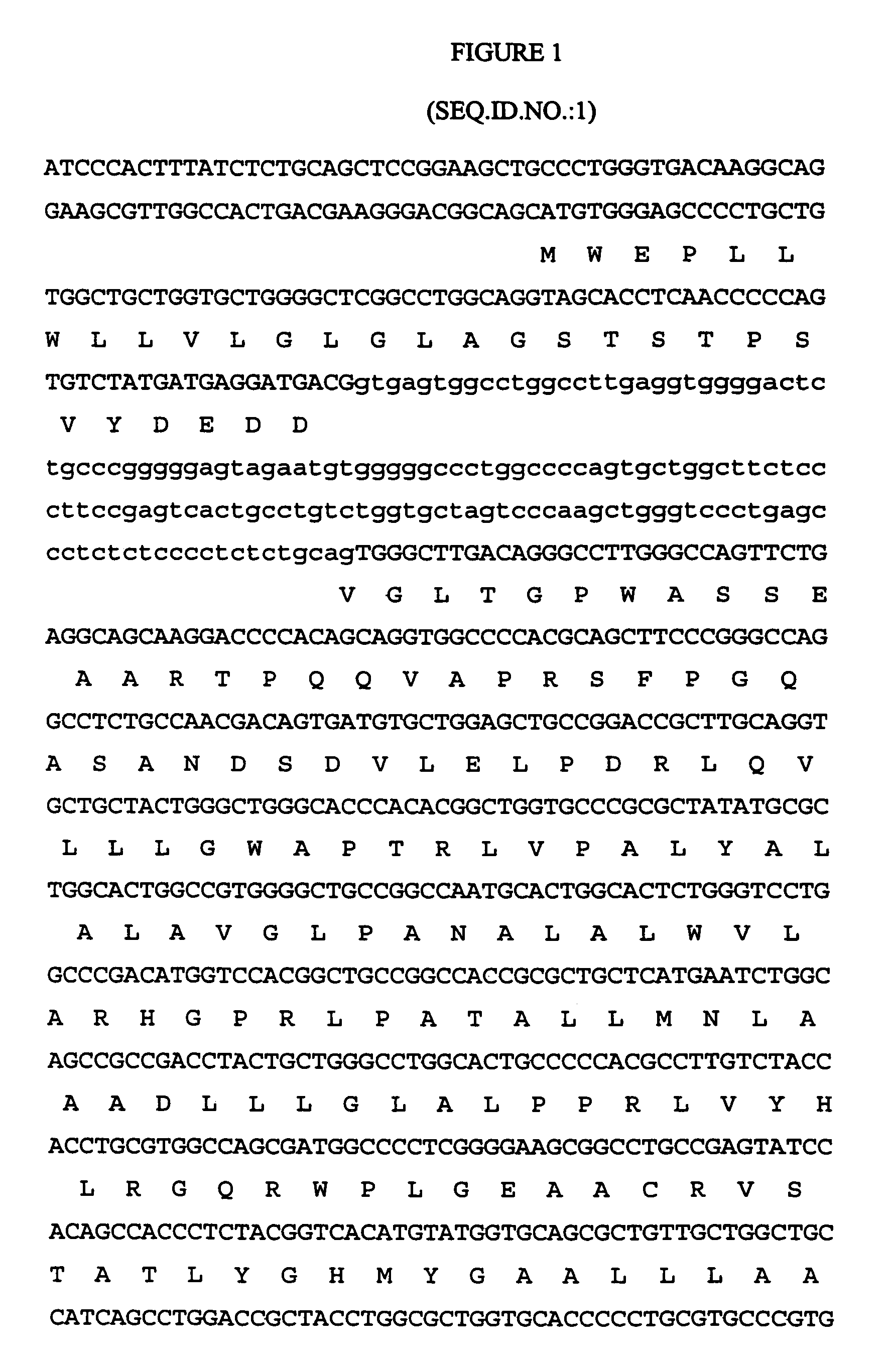 Guinea pig proteinase-activated receptor 4 and its activating peptide