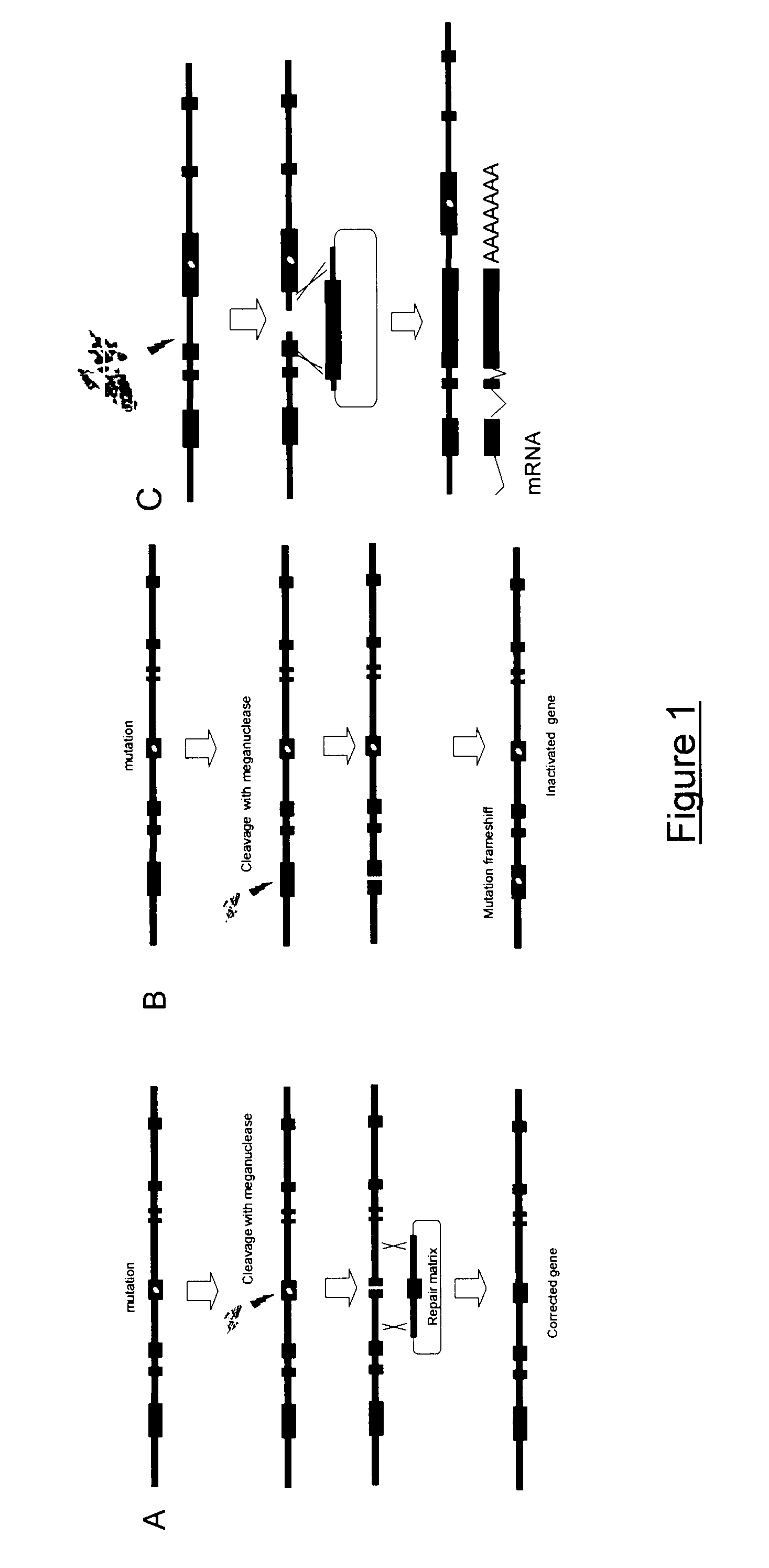 Meganuclease variants cleaving a DNA target sequence from the rhodopsin gene and uses thereof