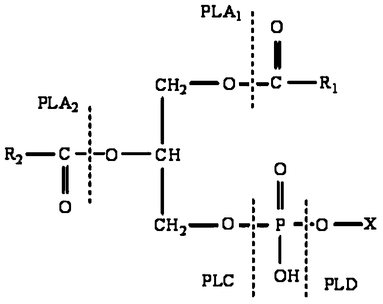 A kind of phospholipase c expressed by Cladosporium and its producing strain