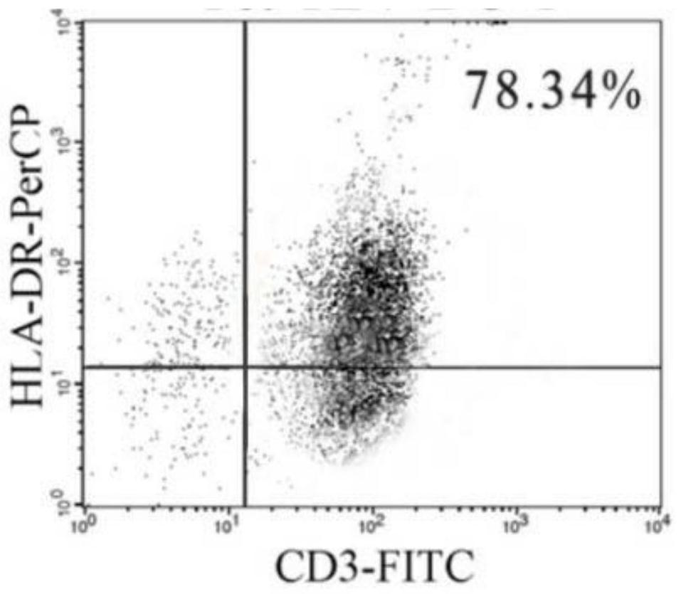 Gamma delta T-like alpha beta T cell and preparation method and application thereof