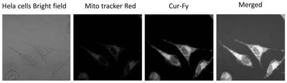 A fluorescent probe targeting mitochondrial thioredoxin reductase and its preparation method and application