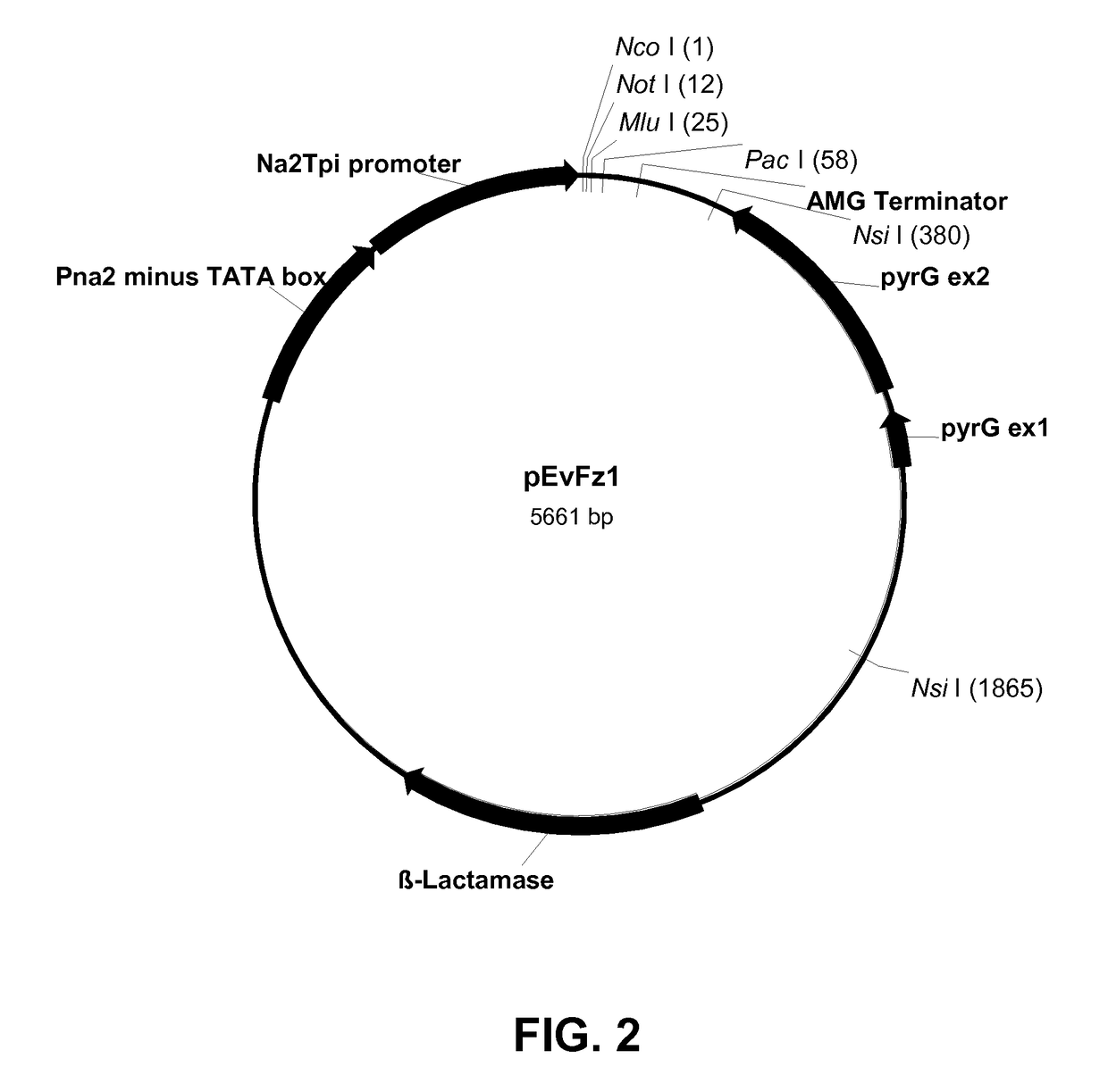 Xyloglucan Endotransglycosylase variants and Polynucleotides Encoding Same