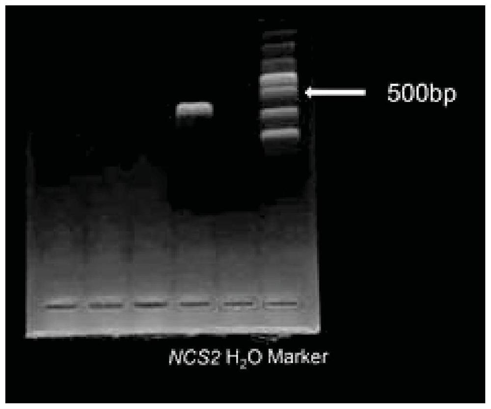 Application of nilaparvata lugens NCS2 gene or encoded protein as target spot in preparation of medicine for preventing and treating nilaparvata lugens