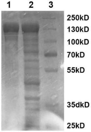 Detection method and application of EBV based on CRISPR-Cas12a and G quadruplex-heme