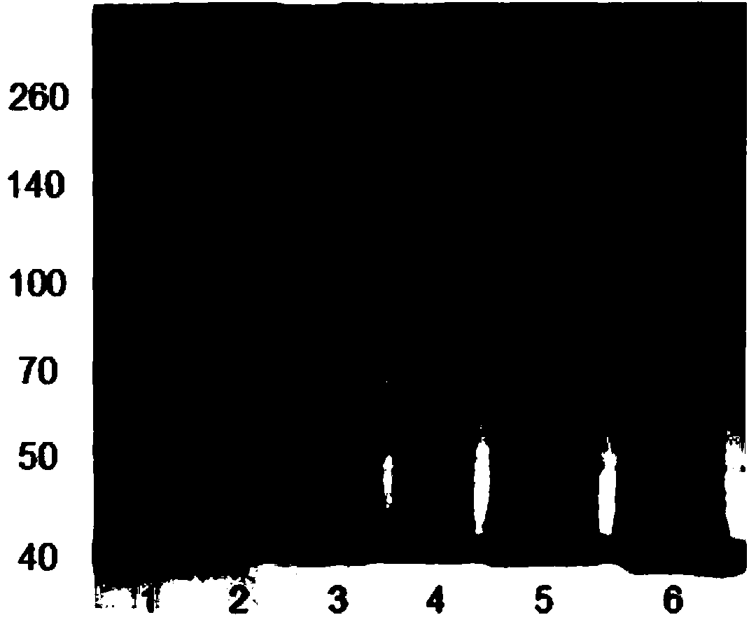 Bacterial nano magnetic corpuscle-glycosphingolipid compound and preparation method and application of compound