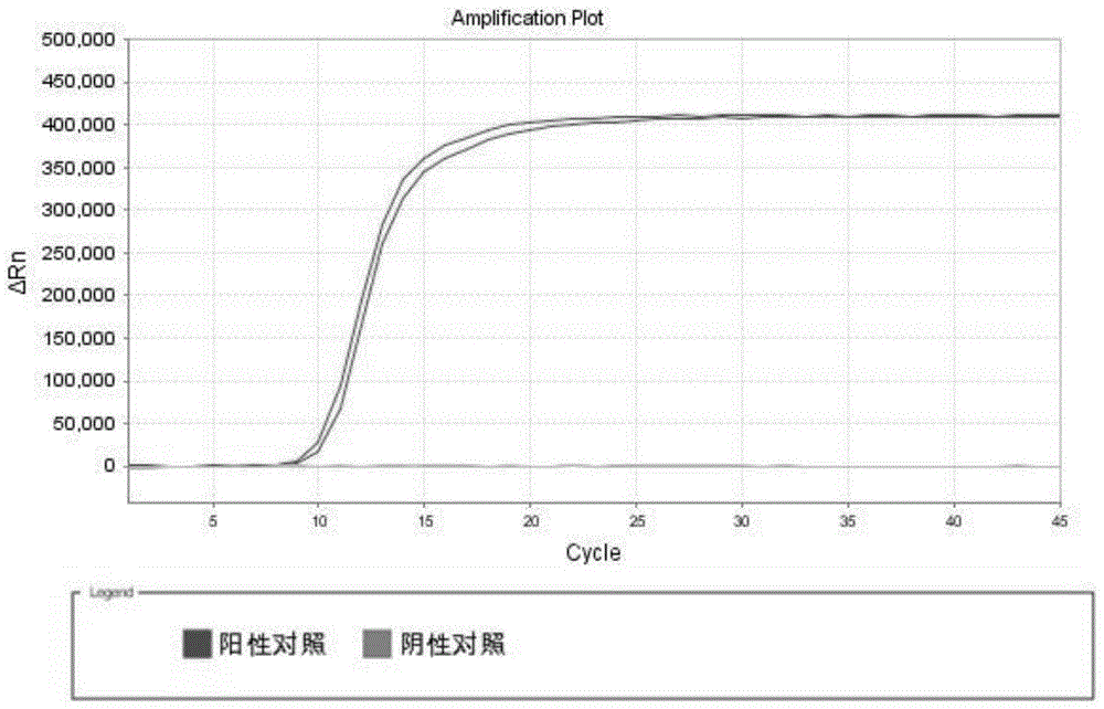 Isothermal amplification detection primer of Macadamia allergens, kit and method thereof