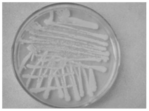 Bacterial strain for reducing nicotine in tobacco leaves, screening method, culture method and application