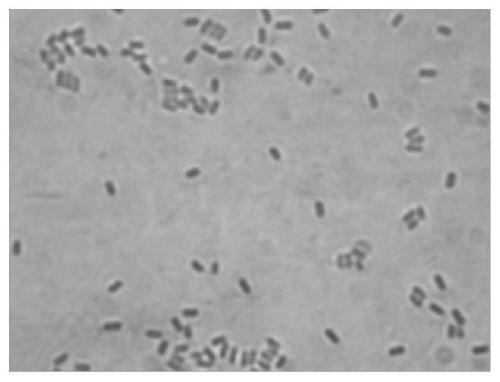 Bacterial strain for reducing nicotine in tobacco leaves, screening method, culture method and application