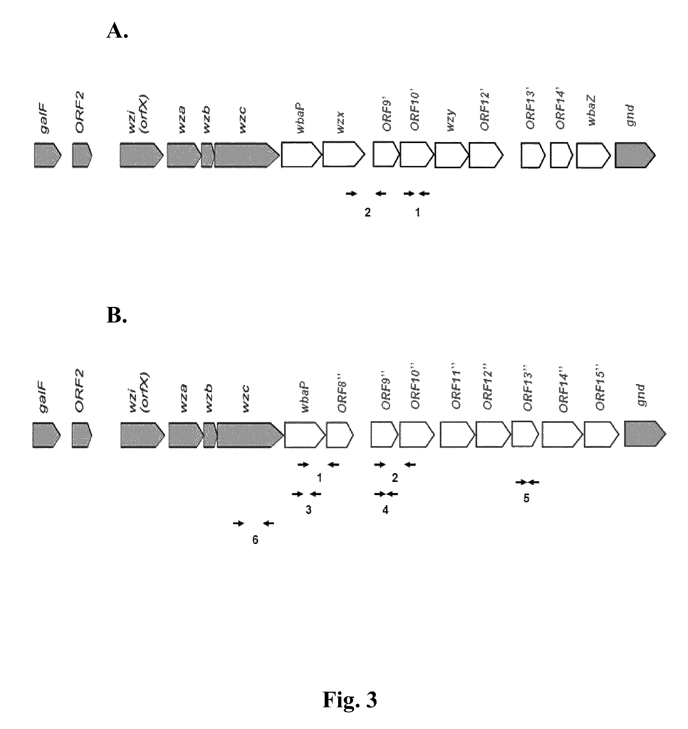 PCR method for identifiying a serotype of Klebsiella pneumoniae by using cps region primers and application thereof