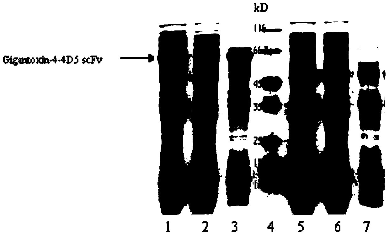 Recombinant immunotoxin gigantoxin-4-4d5 scFv and preparation method and use thereof