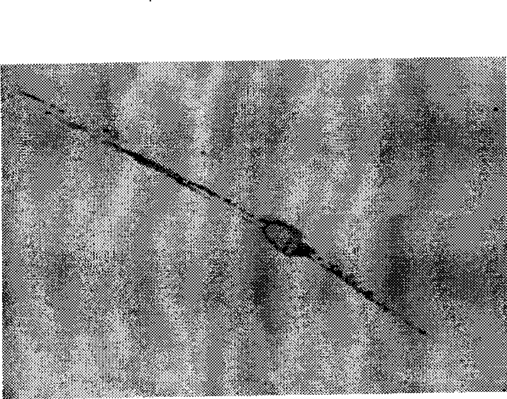 High-carbon steel wire for superfine steel wire and manufacturing method thereof